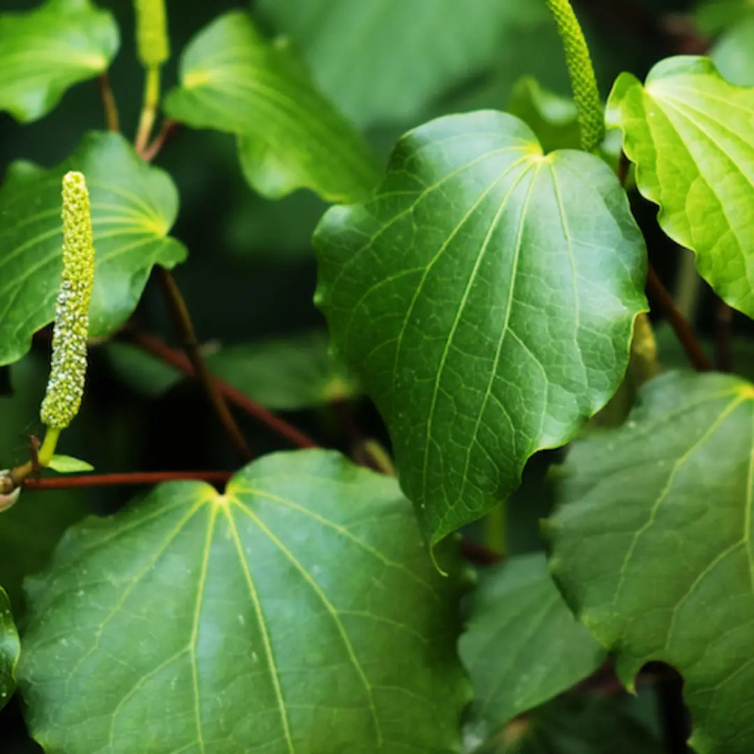 Close-up of fresh green kawakawa leaves with distinctive heart-shaped form and spiked flower stalks, used to make New Zealand–grown spray-free kawakawa hydrosol