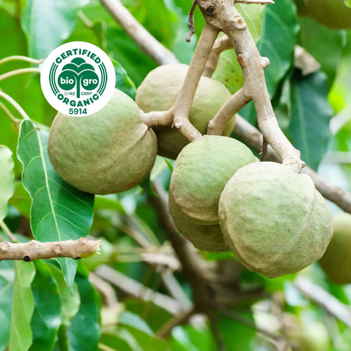 Kukui nut oil, certified organic