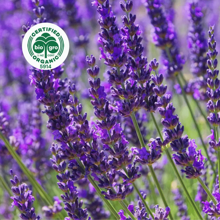 bright pink purple lavender flowers t to make Go Native NZ Essential Oil with Bio Gro Icon 5194 to verify Certified Organic