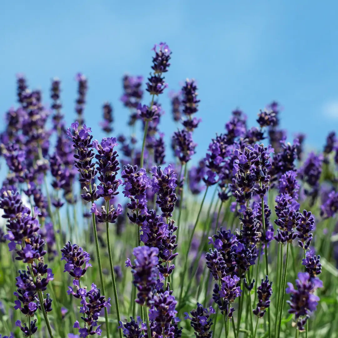 Purple lavender flowers in full bloom under a bright blue sky, used to make New Zealand–grown spray-free lavender hydrosol