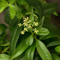 Lemon verbena natural perfume concentrate (Natco), Ecocert