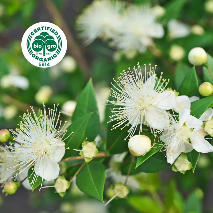 Lemon myrtle essential oil, certified organic