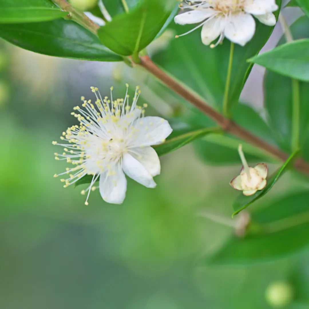 Delicate white lemon myrtle flowers with fine yellow stamens and glossy green leaves, used to make New Zealand–grown spray-free lemon myrtle hydrosol