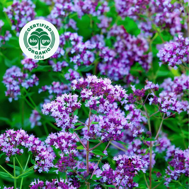 Majoram plant with leaves and flowers in sunlight to make Go Native NZ Essential Oil  with Bio Gro Icon to verify Certified Organic