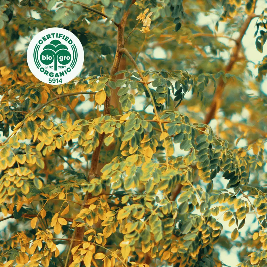 green and golden leaves of the moringa tree in the sunlight 
with bio gro Certified Organic icon to verify Go Native New Zealand's organic certification for moringa carrier oil