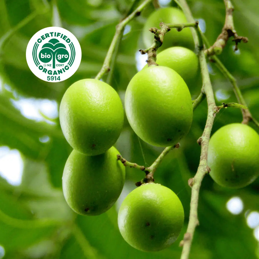 bright green oval shaped neem fruit growing on tree with bio gro Certified Organic icon to verify Go Native New Zealand's organic certification for neem seed carrier oil