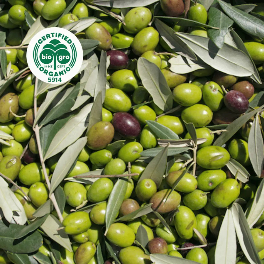green and black olives clustered together with olive leaves with bio gro Certified Organic icon to verify Go Native New Zealand's organic certification for olive carrier oil