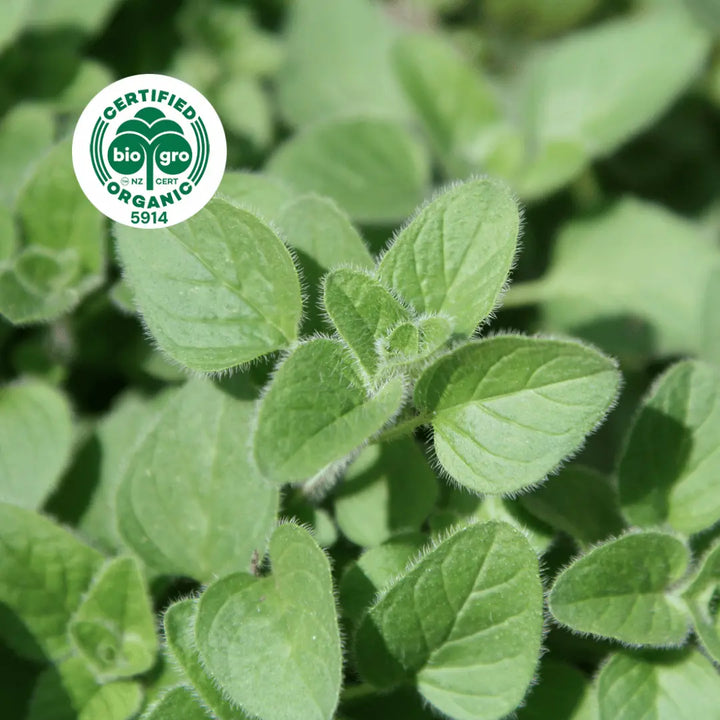 detail of Oregano herb leaves, in bright sunlight to make Go Native NZ Essential Oil with Bio Gro Icon verifying Certified Organic