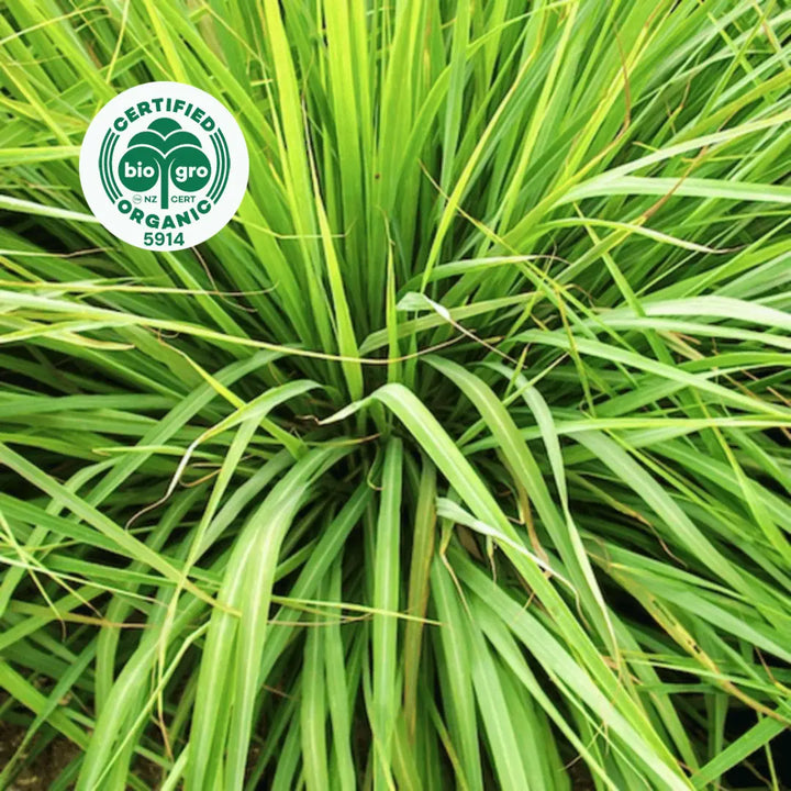 Palmarosa grass looking plant with long blade leaves in sunlight to make Go Native NZ Essential Oil  with Bio Gro Icon to verify Certified Organic
