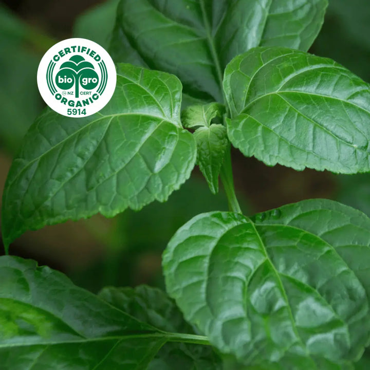 Patchouli herb leaves to make Go Native NZ Essential Oil with Bio Gro Icon verifying Certified Organic