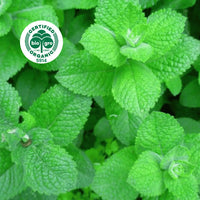 Peppermint essential oil, certified organic