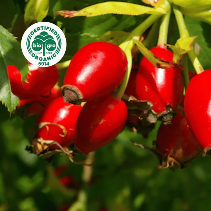 close up on bright red rose hips growing on the bush with BioGro Certified Organic icon to verify Go Native New Zealand's organic certification for rosehip carrier oil