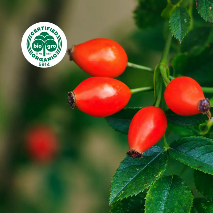 Close up on bright red rose hips growing on the bush with BioGro Certified Organic icon to verify Go Native New Zealand's organic certification