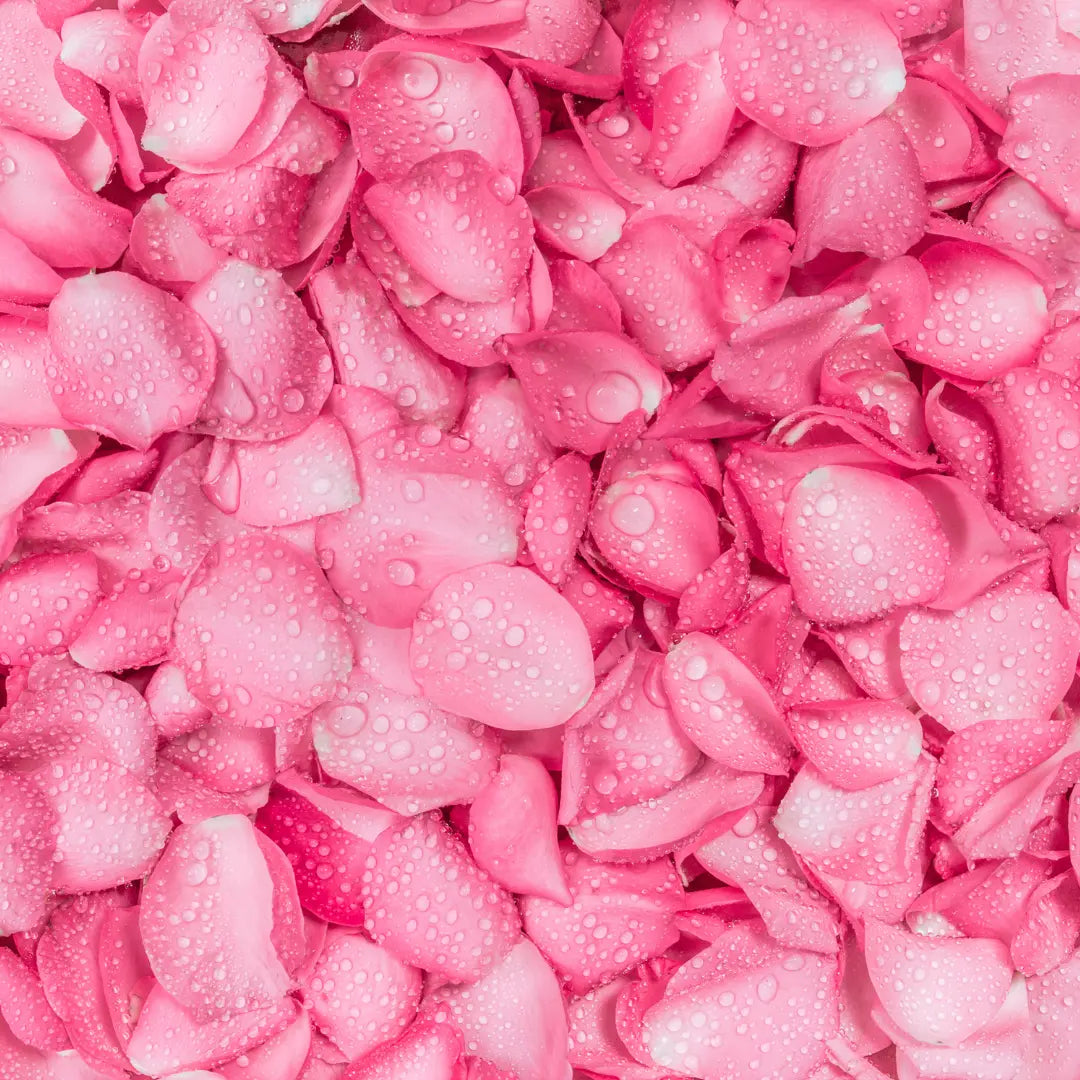 Pink rose petals covered in fresh water droplets, used to make New Zealand–grown spray-free rose hydrosol