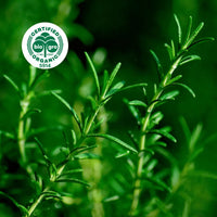 Rosemary essential oil, certified organic