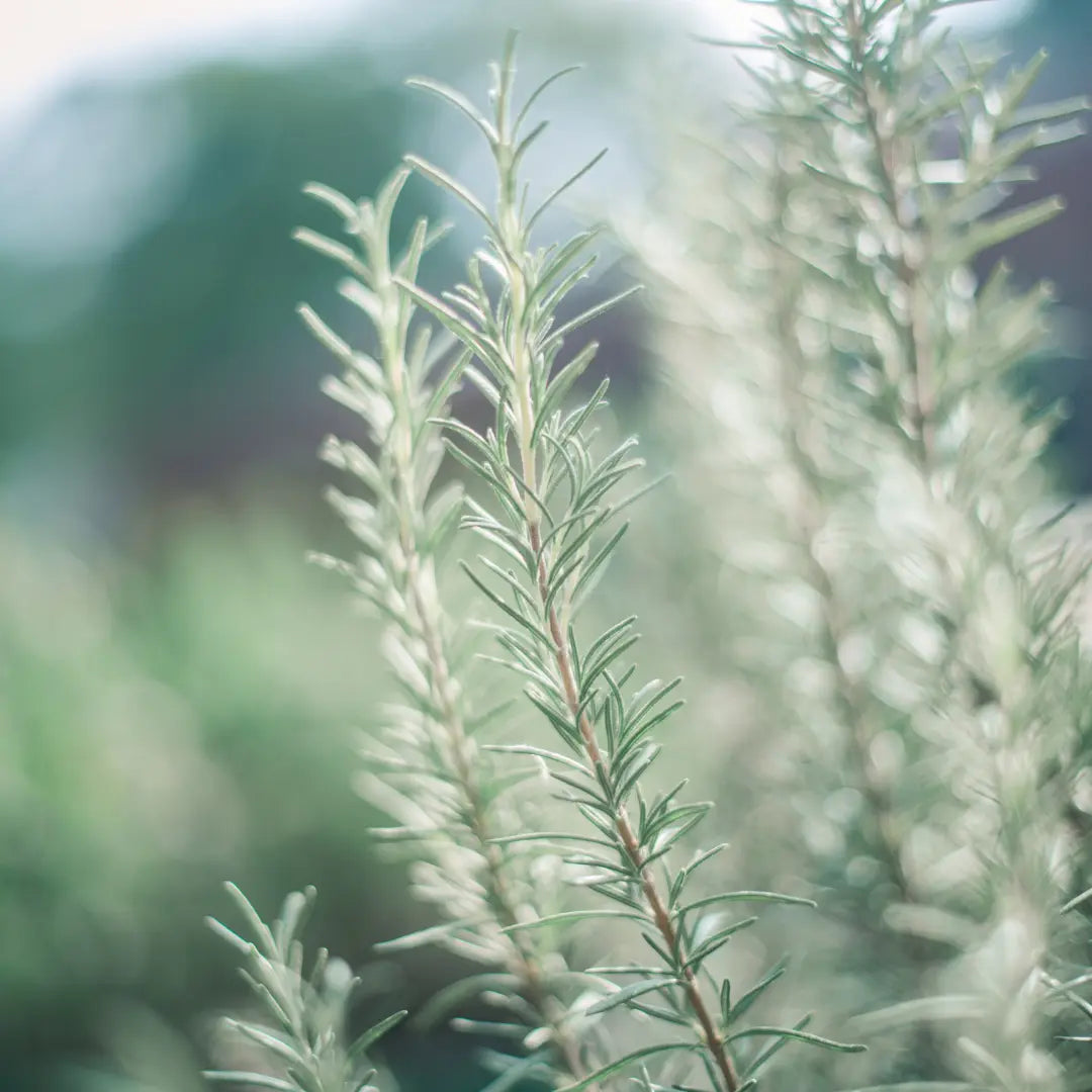 Close-up of fresh rosemary growing outdoors in soft natural light. This spray-free rosemary is grown in New Zealand and used to make Go Native NZ’s rosemary hydrosol.