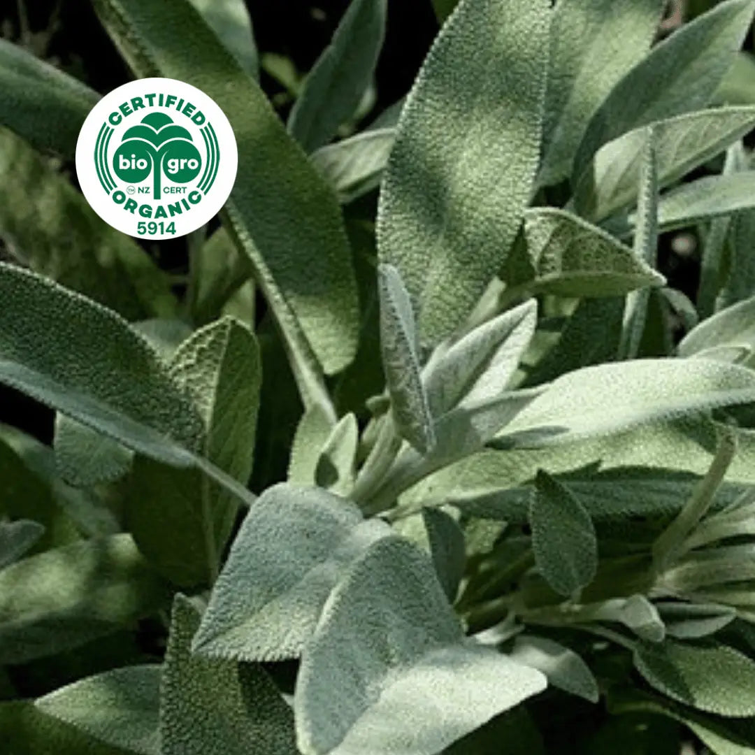Soft sage leaves in dappled daylight to make Go Native NZ Essential Oil with Bio Gro Icon 5194 to verify Certified Organic
