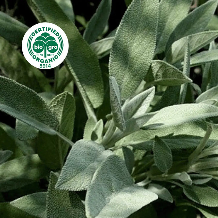 Soft sage leaves in dappled daylight to make Go Native NZ Essential Oil with Bio Gro Icon 5194 to verify Certified Organic
