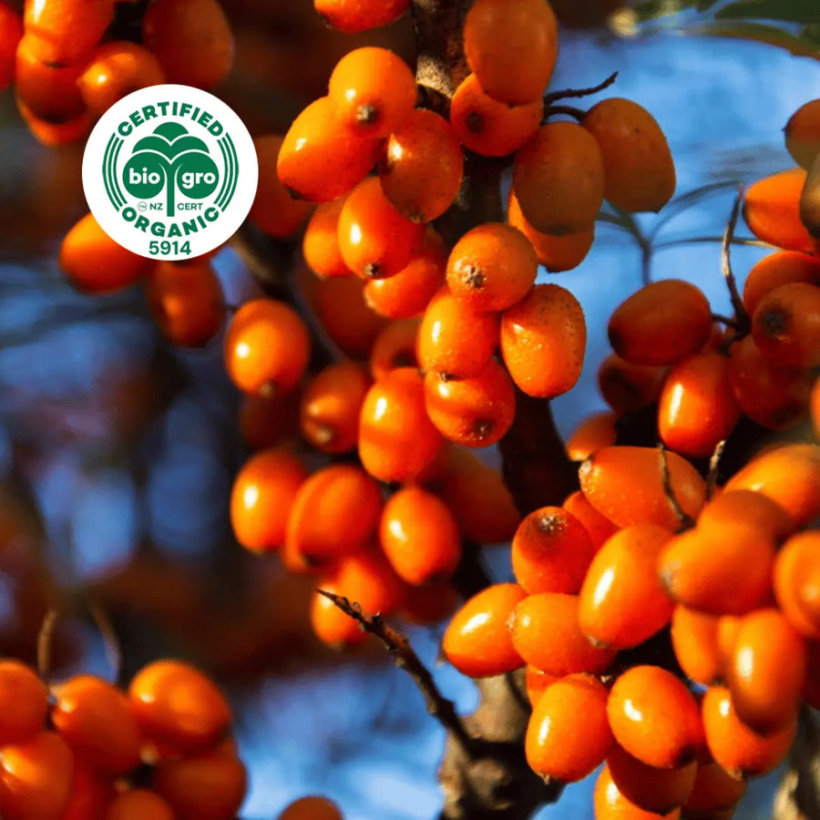 bunches of bright orange sea buckthorn fruits growing on the tree with BioGro Certified Organic icon to verify Go Native New Zealand's organic certification for sea buckthorn fruit carrier oil
