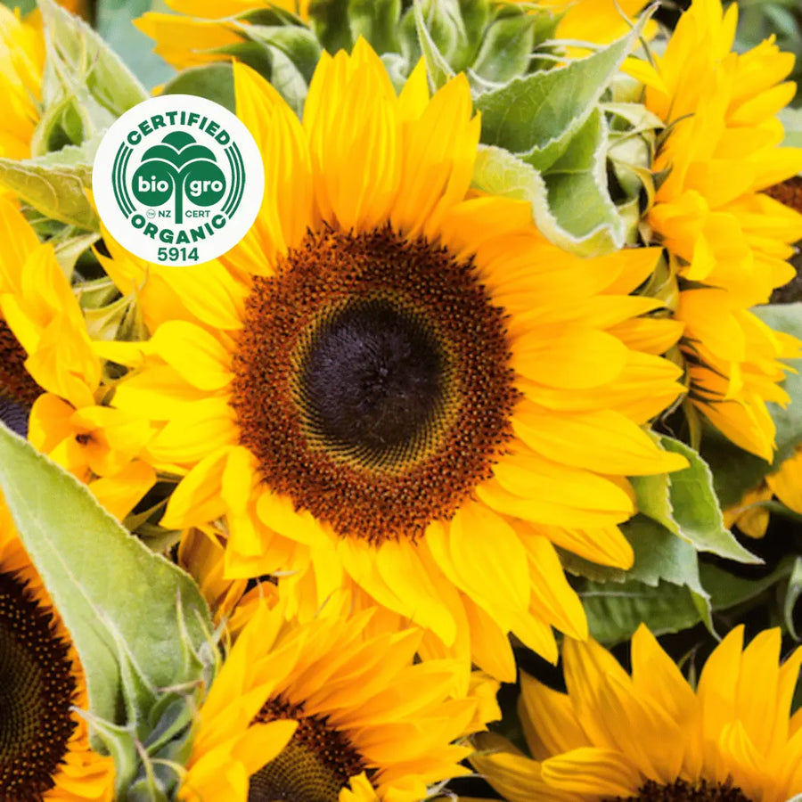 beautiful big bright yellow sunflowers growing in a field with BioGro Certified Organic icon to verify Go Native New Zealand's organic certification for sunflower carrier oil