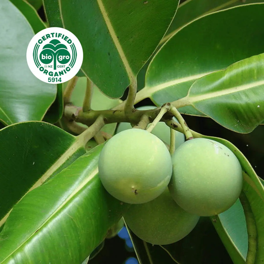 close up of round green tamanu fruit growing on he tree with BioGro Certified Organic icon to verify Go Native New Zealand's organic certification for tamanu carrier oil