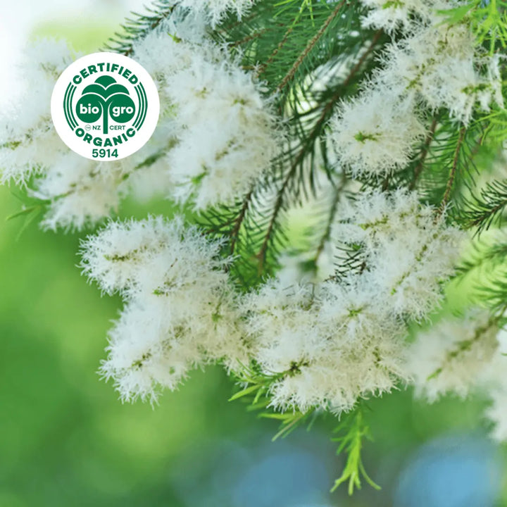Leaves and flowers are the Raw ingredients to make Tea tree essential oil with Go Native NZ Biogro certified organic icon