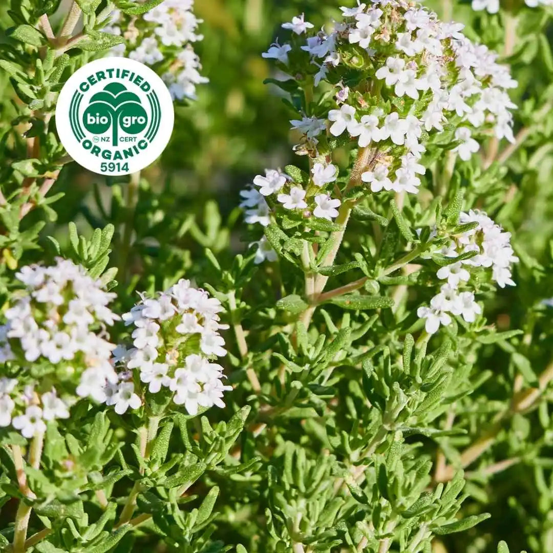 Thyme plant with leaves and flowers in sunlight Essential Oil Go Native NZ Bio Gro Certified Organic Icon