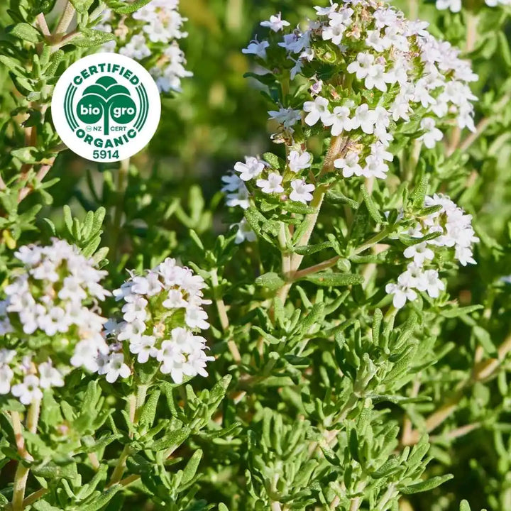 Thyme plant with leaves and flowers in sunlight Essential Oil Go Native NZ Bio Gro Certified Organic Icon