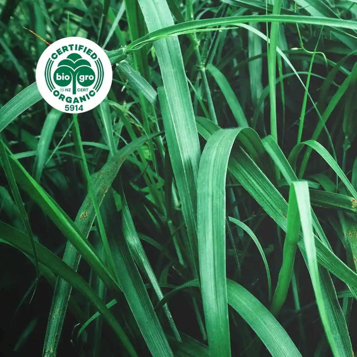 Vetiver plant with blade leaves made into Essential Oil Go Native NZ Bio Gro Certified Organic Icon
