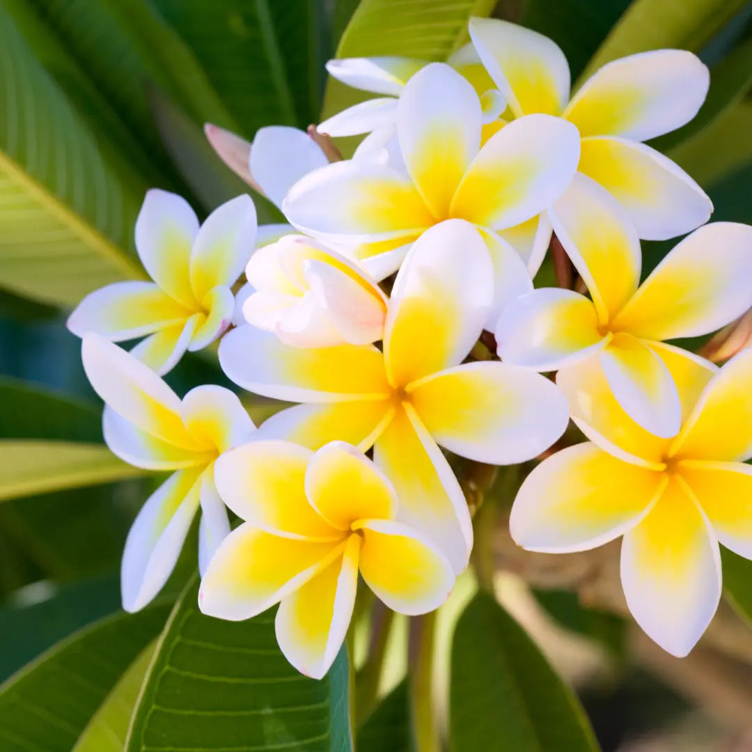 Wild frangipani fragrance oil