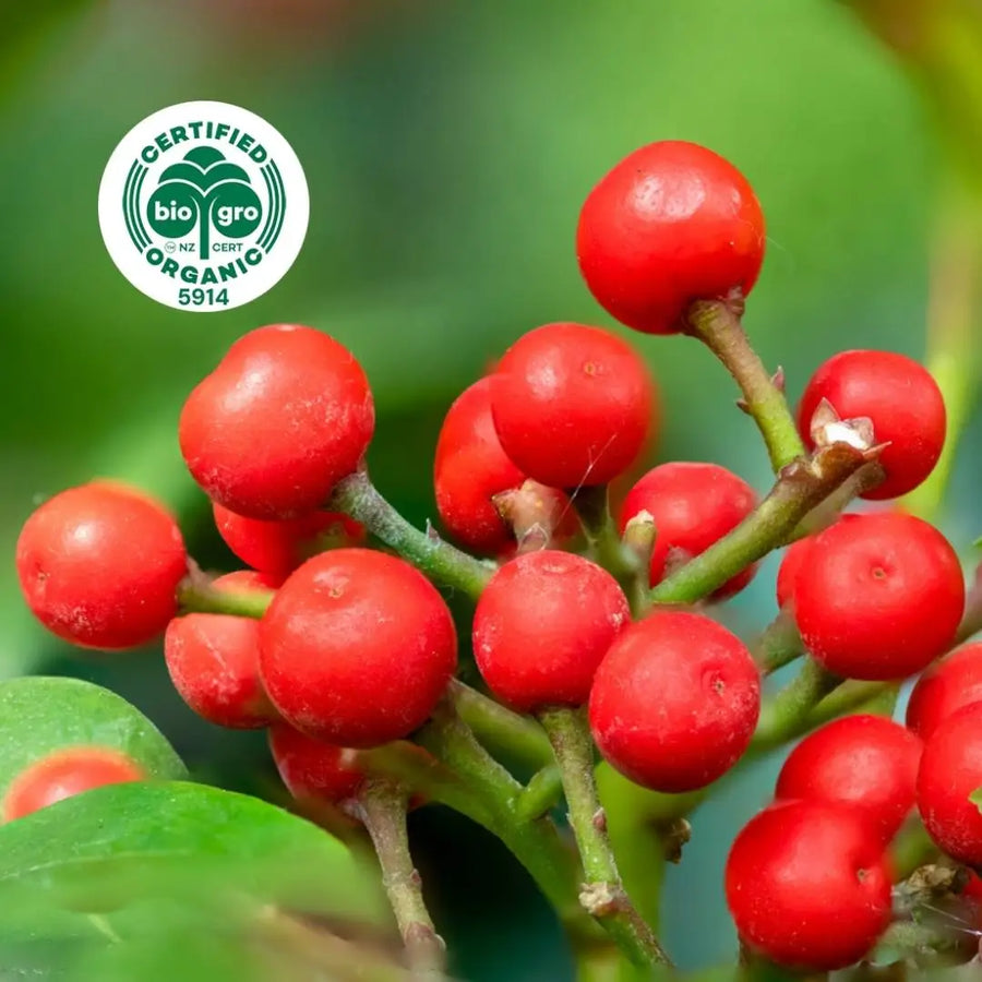 Wintergreen plant with berries in sunlight Essential Oil Go Native NZ Bio Gro Certified Organic Icon