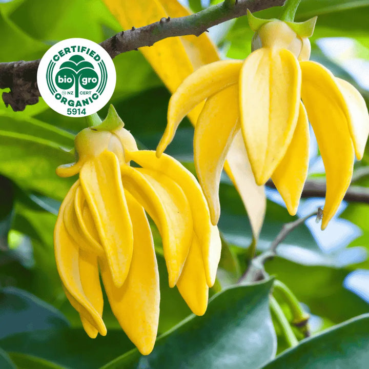 Ylang Ylang plant with yellow flowers in sunlight Essential Oil Go Native NZ Bio Gro Certified Organic Icon
