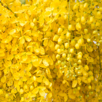 Cassia essential oil