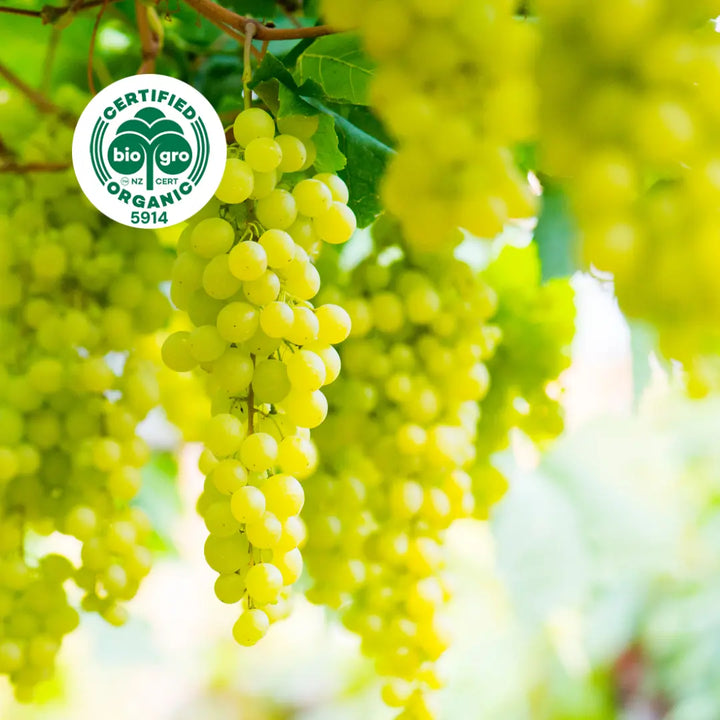 Grape seed oil, certified organic