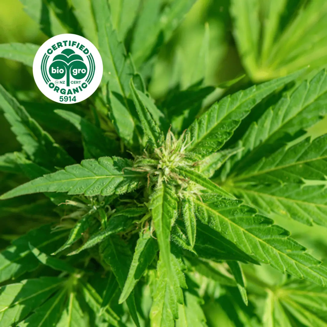 Cannabis sativa plant growing in the sun with bio gro Certified Organic icon to verify Go Native New Zealand's organic certification for hemp seed carrier oil