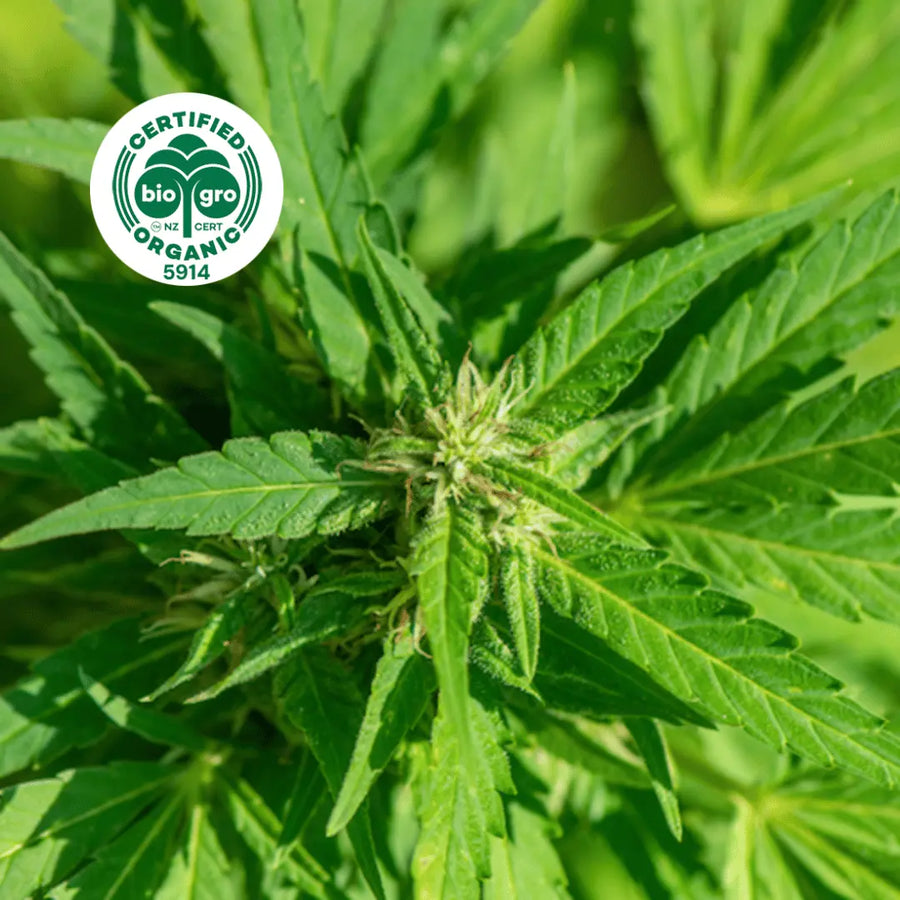 Cannabis sativa plant growing in the sun with bio gro Certified Organic icon to verify Go Native New Zealand's organic certification for hemp seed carrier oil