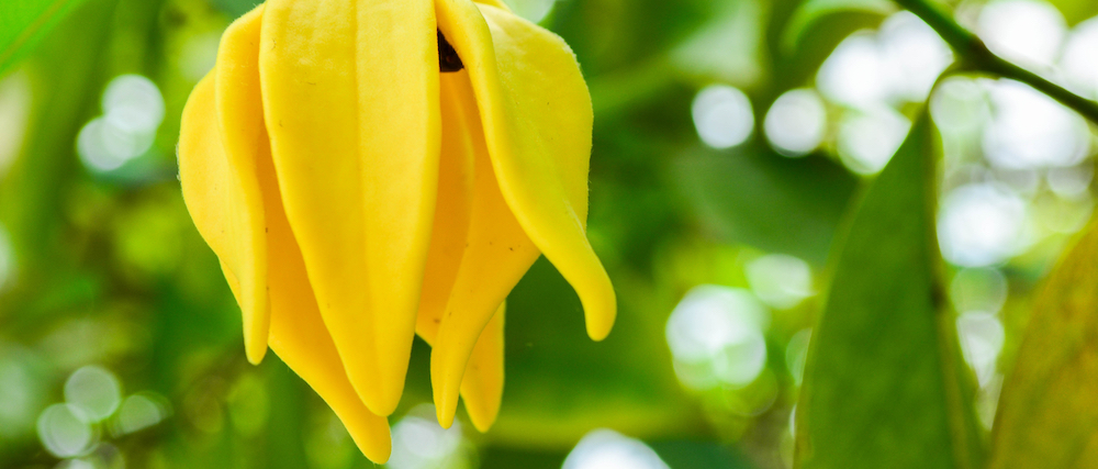 Ylang ylang essential oil Go Native NZ