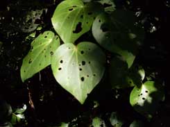 dark-holey-leaves